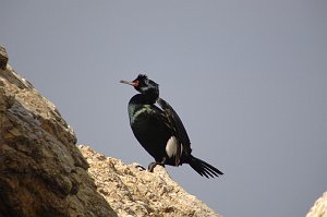 Cormorant, Pelagic, 2009-03058256 Montana De Oro State Park, CA